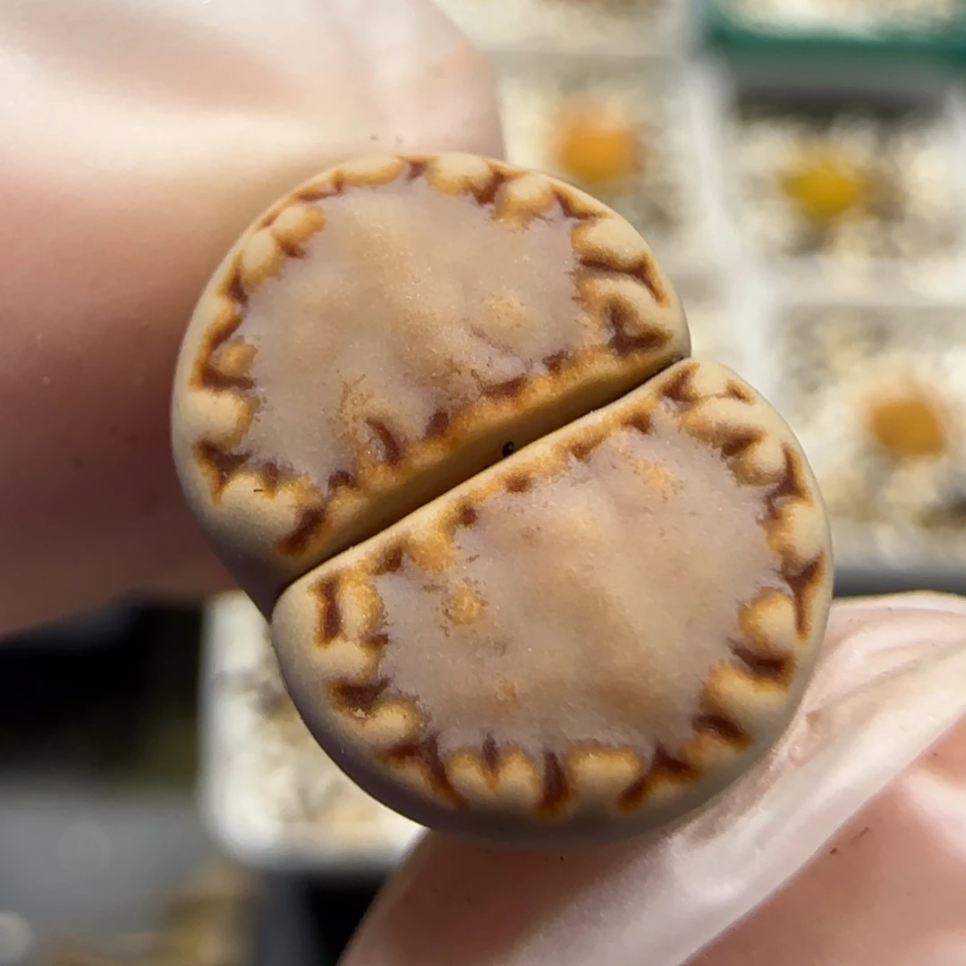 6.27。217饼干。5014