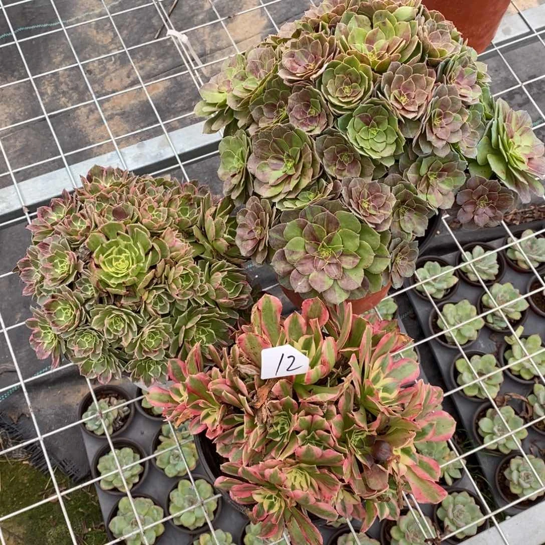 无花朵多肉植物组合拼盘12