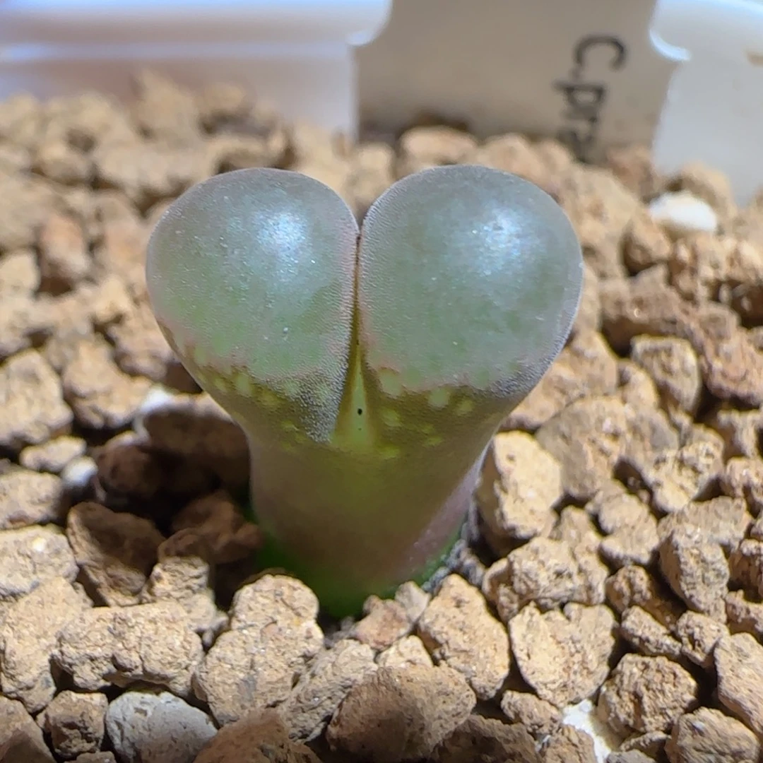 肉锥多肉植物组合-黑眼豆豆641