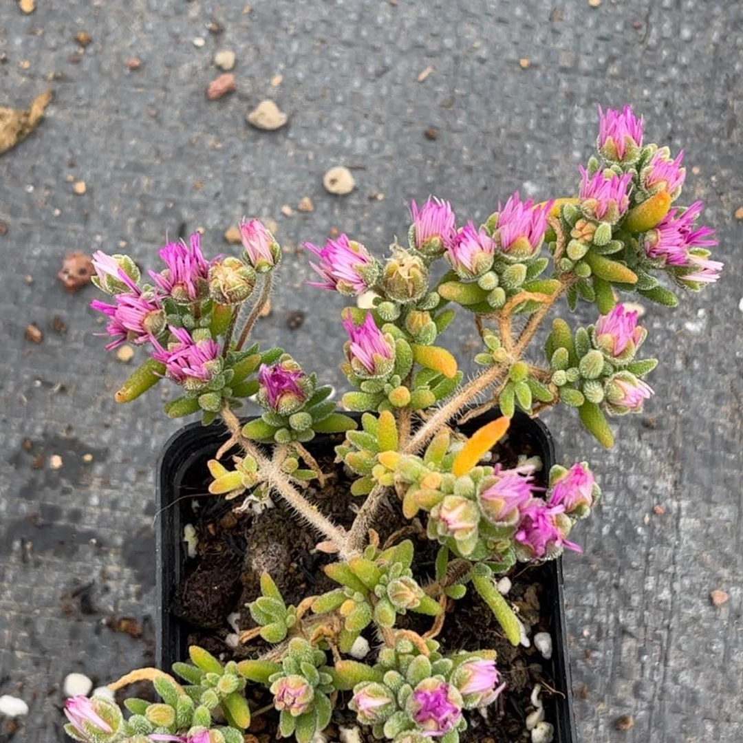 狐尾枝干优选番杏