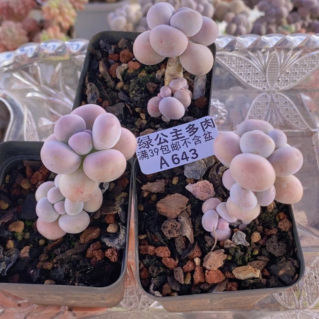芭比奶洛3棵643多肉植物