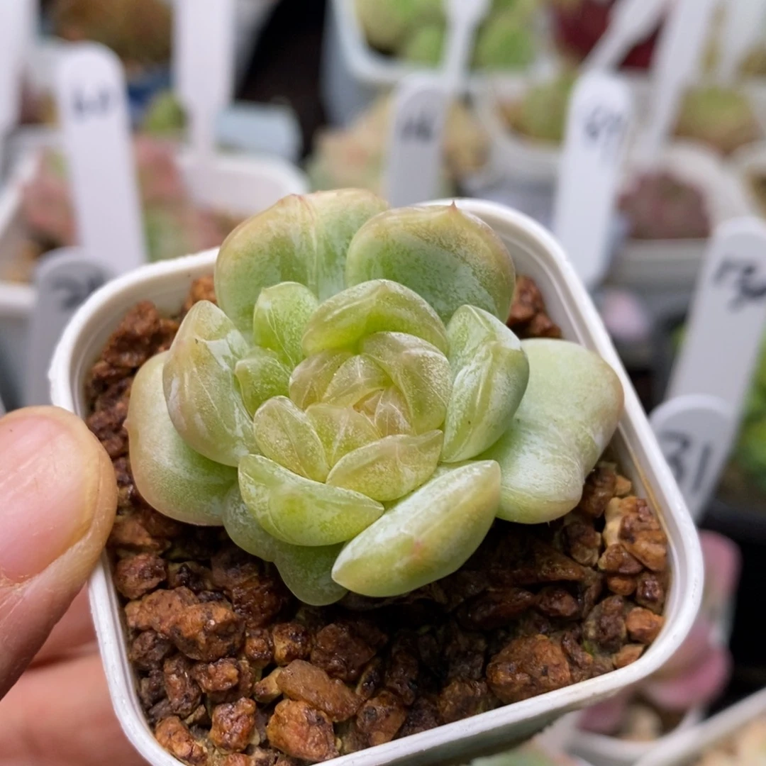 精品多肉一物一拍不包整34