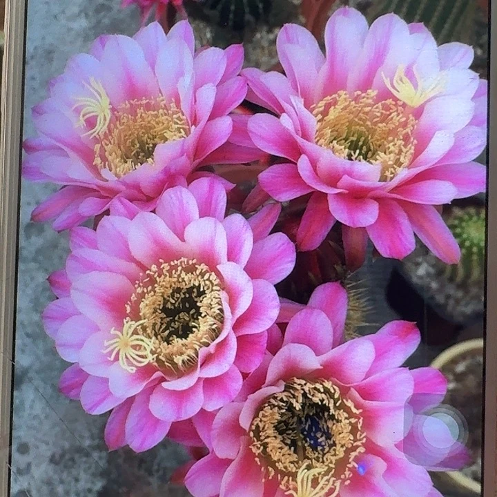 紫罗兰之眼侧芽5公分左右毛花柱