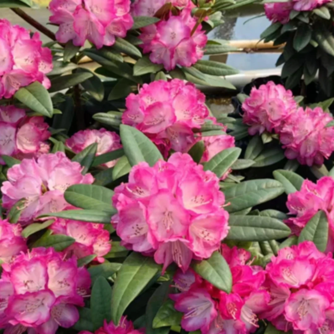 高山杜鹃活动款四季花卉适合阳台庭院装饰耐寒植物