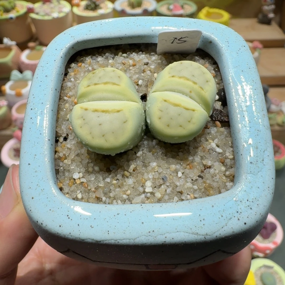 蘑菇1144奶油寿丽多肉植物