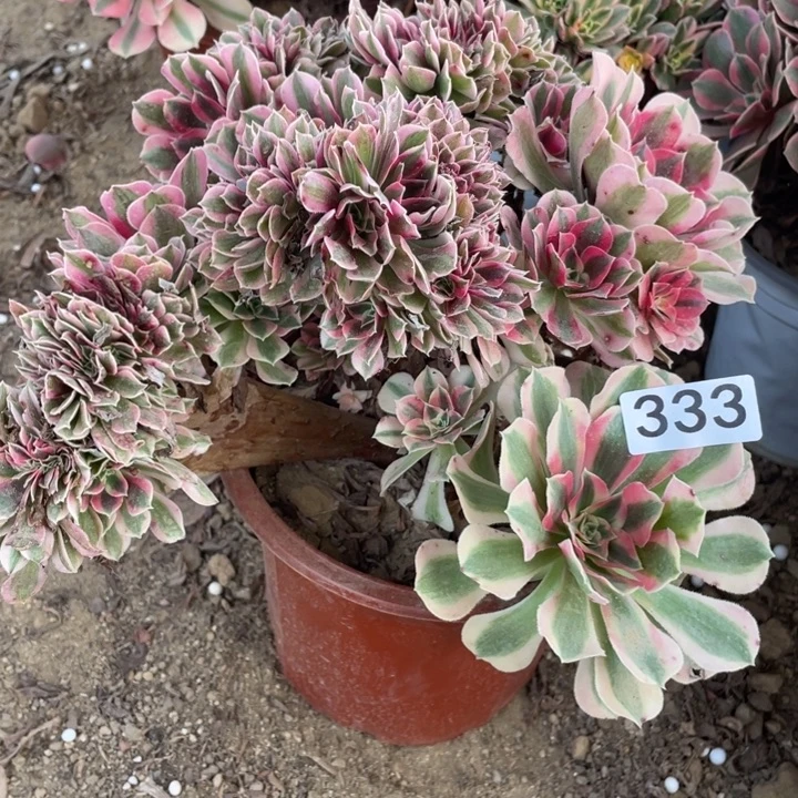 无花朵333多肉植物女巫缀