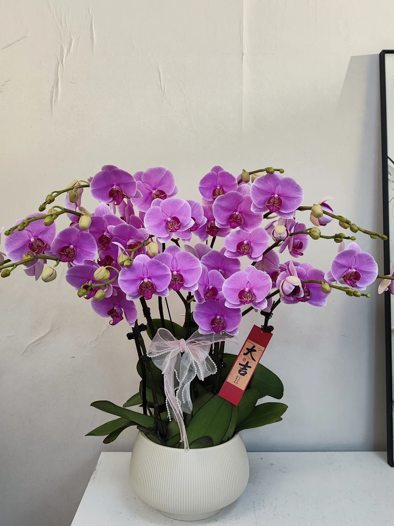 蝴蝶兰 【粉钻】真花 秋冬耐寒花卉 四季开花 多样性发货