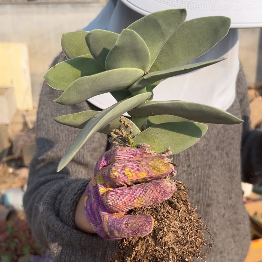 多肉植物神刀单头