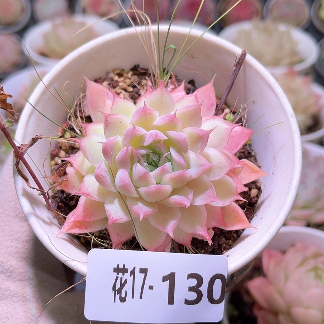 花利美17-130女王玫瑰