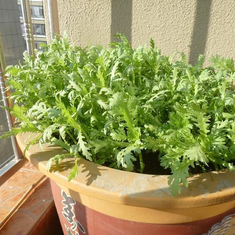 小叶茼蒿种子光杆茼蒿菜阳台盆栽四季蔬菜皇帝菜农民用种多次采收