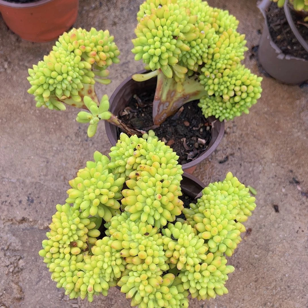 春萌缀整装整群两盆