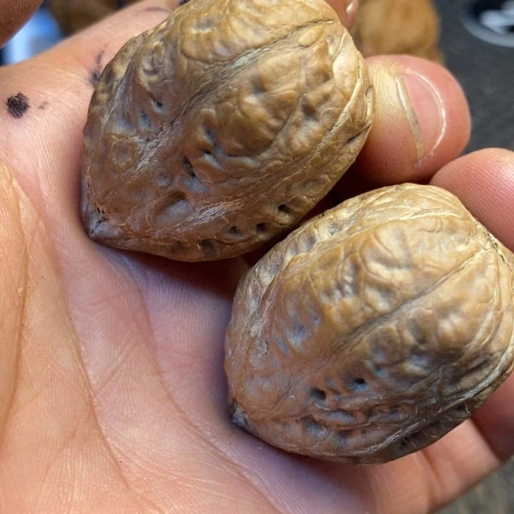 桃核吊坠娜姐真的135