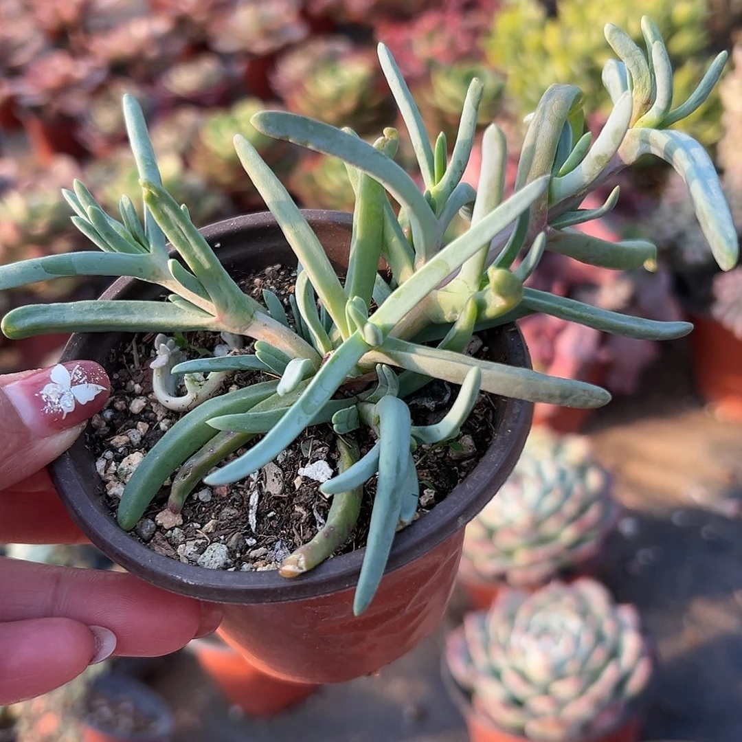 多肉植物橙花奔龙