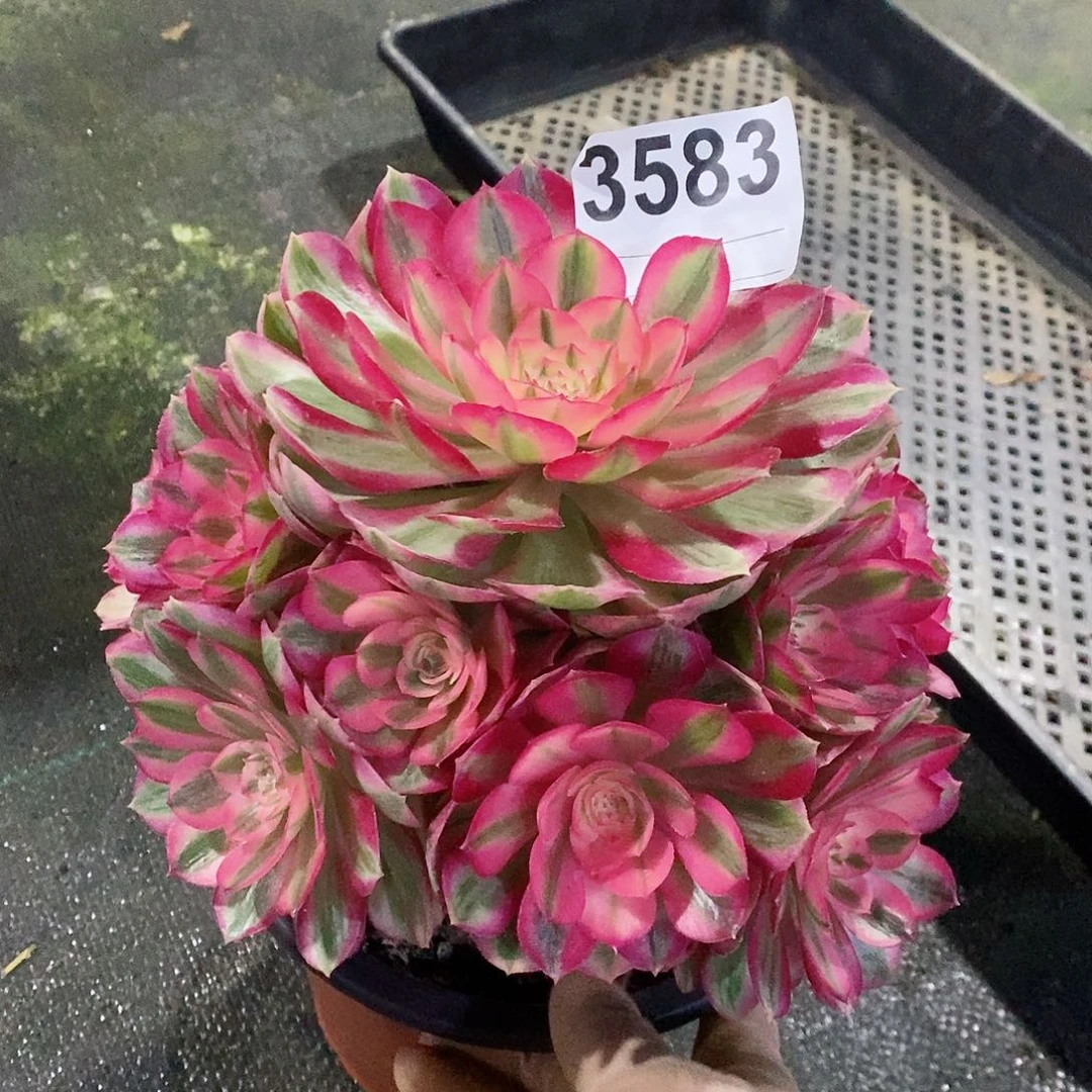 红陶3583倾城冠18