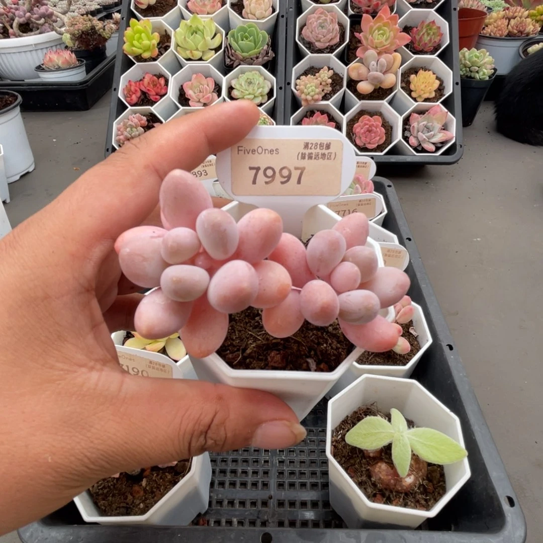 7997粉色恋人5.0厘米