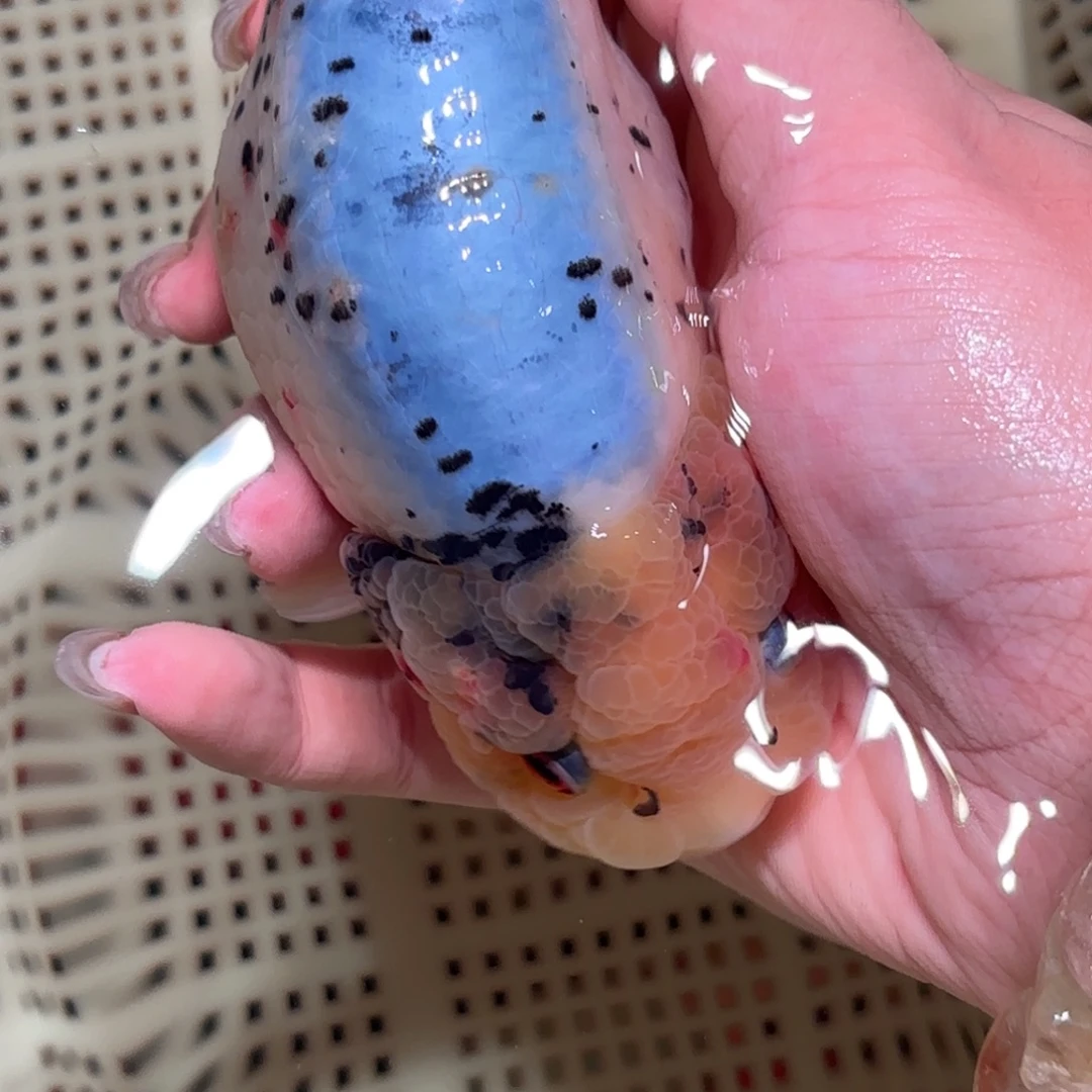 김***석金鱼不拍包装运费到付，拍包装包邮