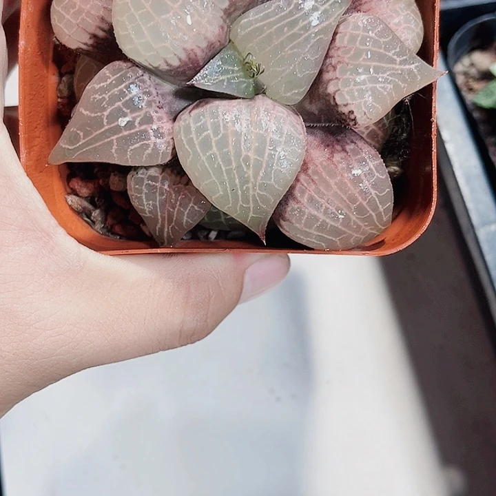粉玻璃康平新手好养的