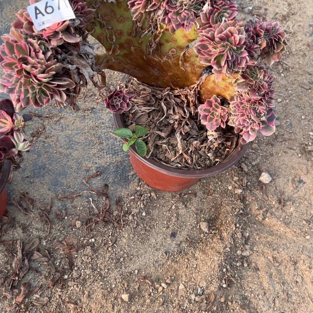 671粉女巫缀化多肉植物法师
