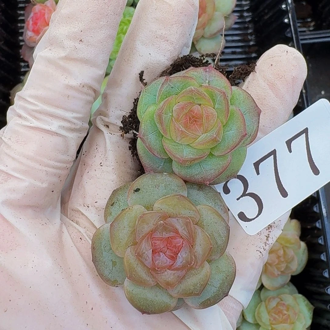 多肉植物多肉植物377