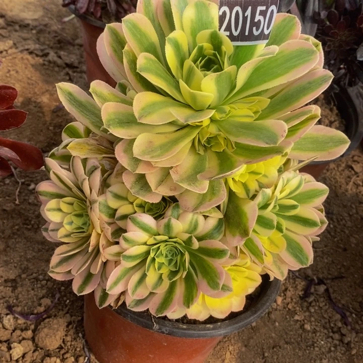 新尼亚手捧20150号