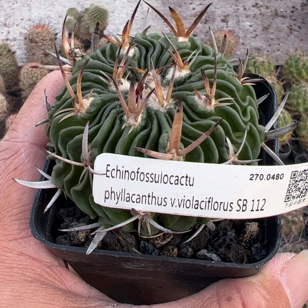 多楞一物一拍脱盆发