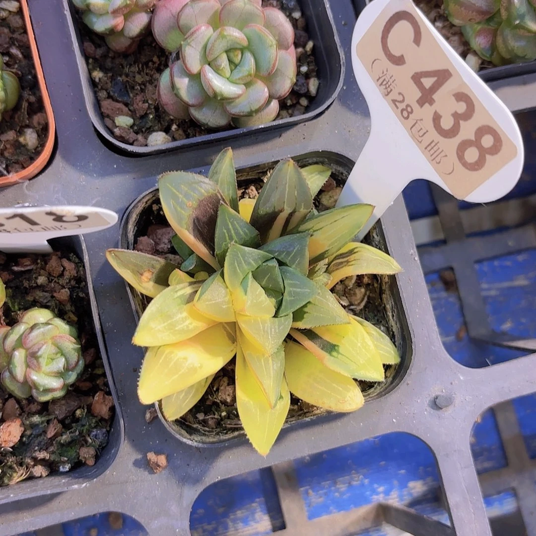 C438寿锦一物一拍