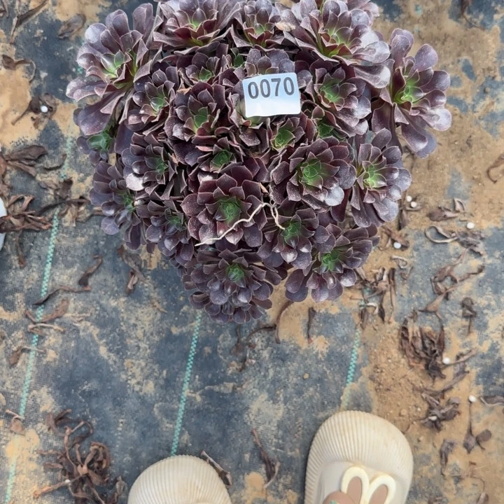 070 清棚处理不包断枝