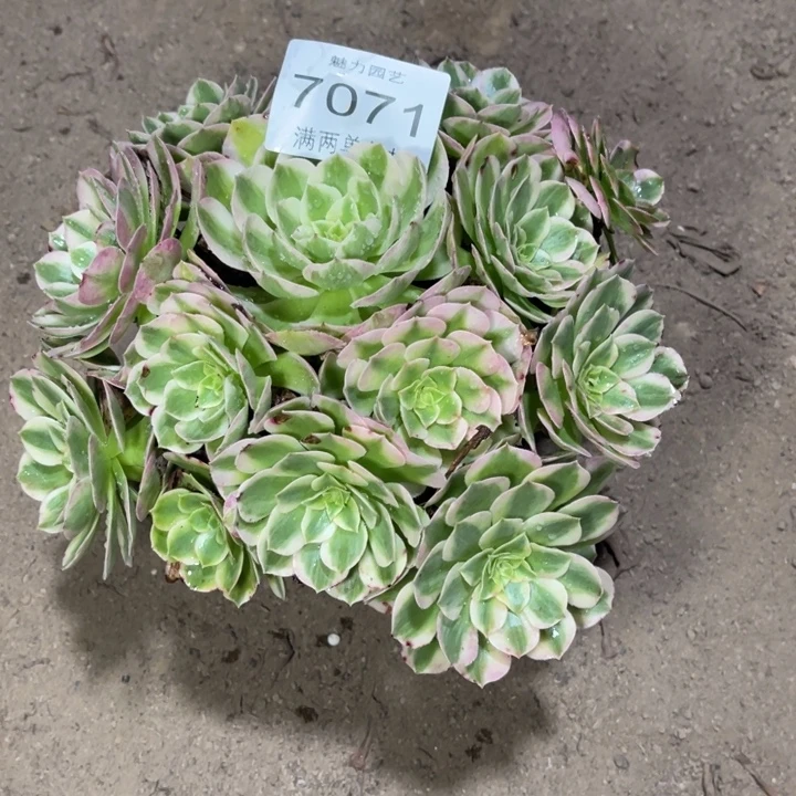 7071海仙多肉的人多