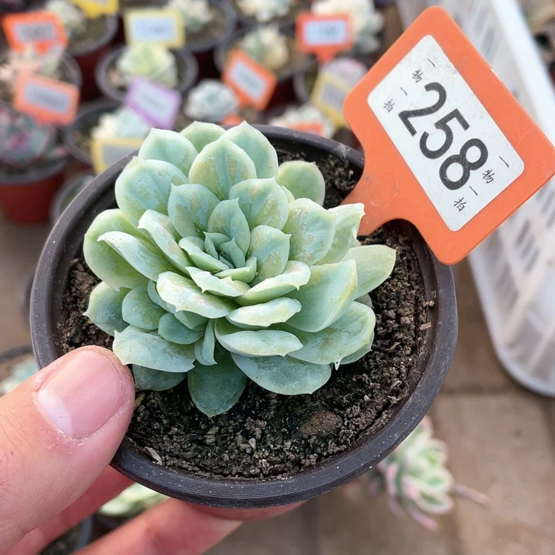 【闪购商品】258号
