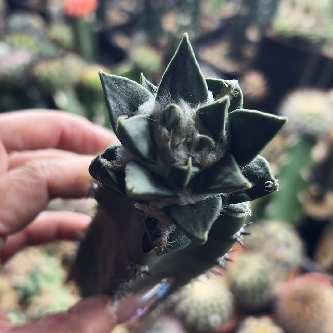 龙牙仙人球11111111