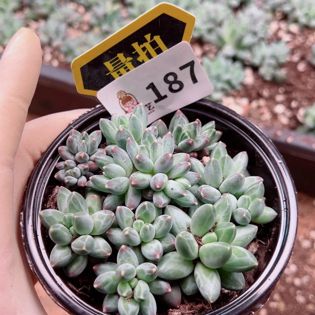 多肉植物多肉植物