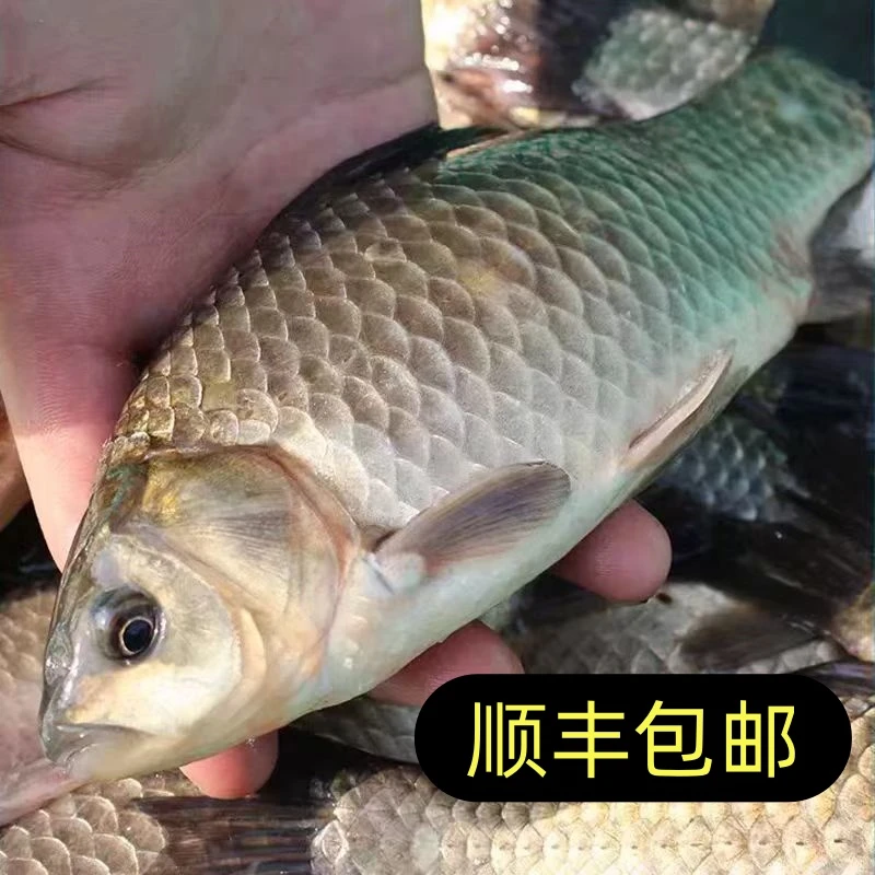 乌苏里江野生小鲫鱼