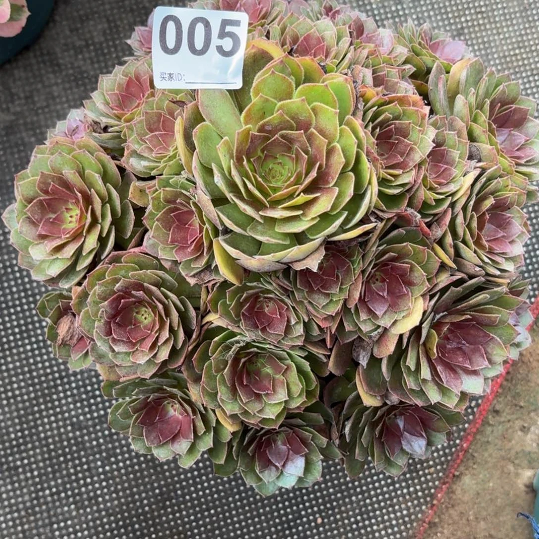005红魔多肉植物多肉发货