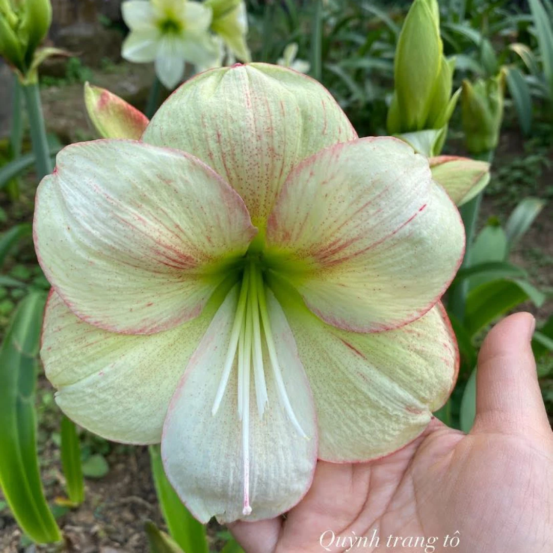 S孤挺花园 25/89 裸球