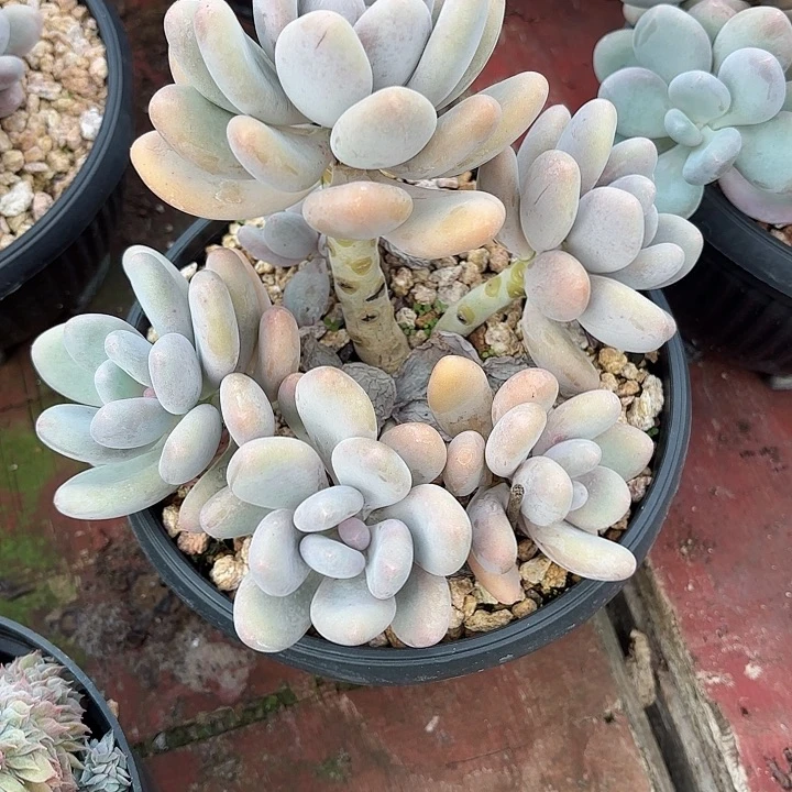 ****）桃美人打包价福利精品5