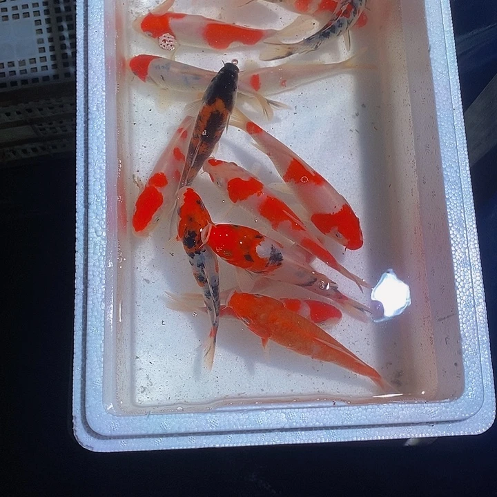 @***缘锦鲤锦鲤活鱼开箱包活