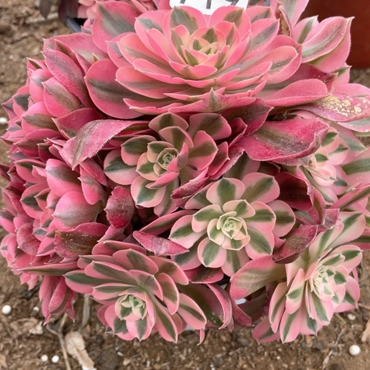 719多肉植物粉女巫