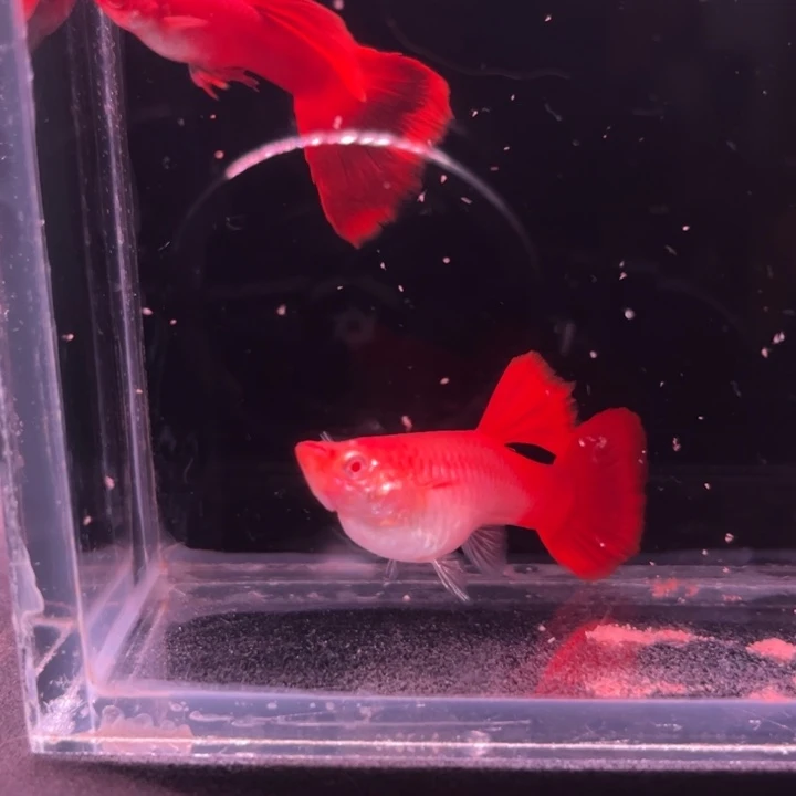 孔雀鱼超血红玫瑰白子1对