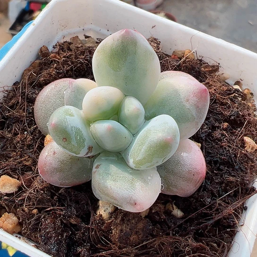 新香水锦,花脸锦