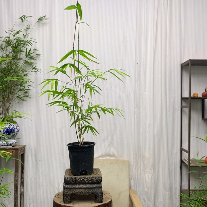 竹子竹子竹子竹子
