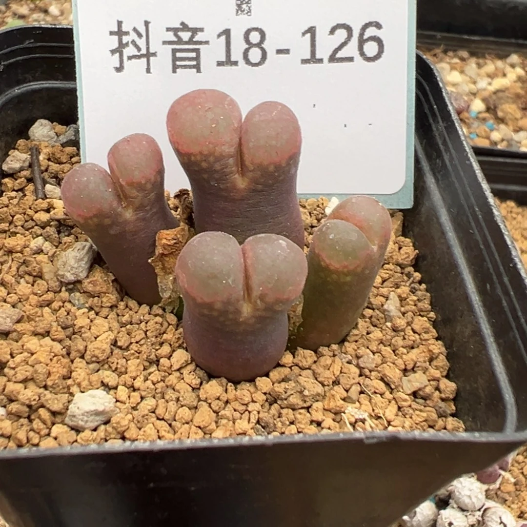 18-126风铃多肉植物