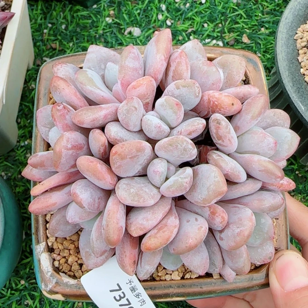 粉兔群，7379多肉植物