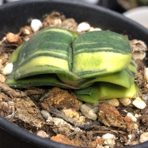 蜗牛锦带盆发货哈哈哈
