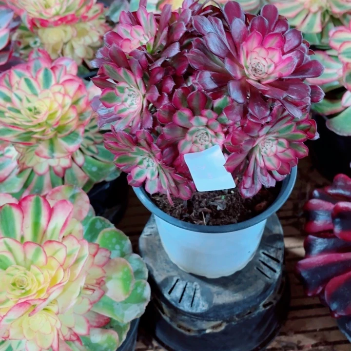 云南红铜壶好看27号