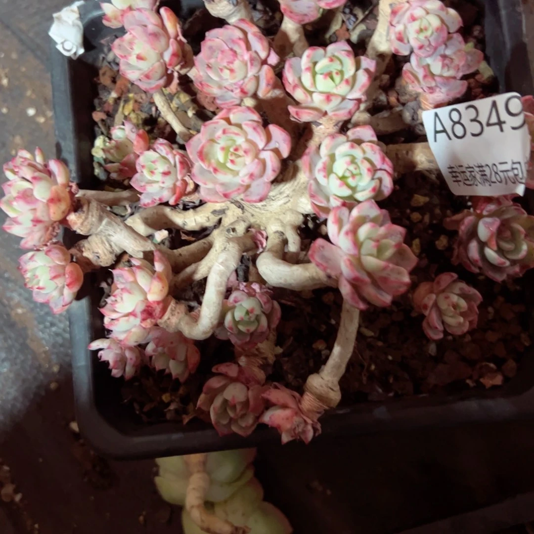 幸运的是我的朋友们