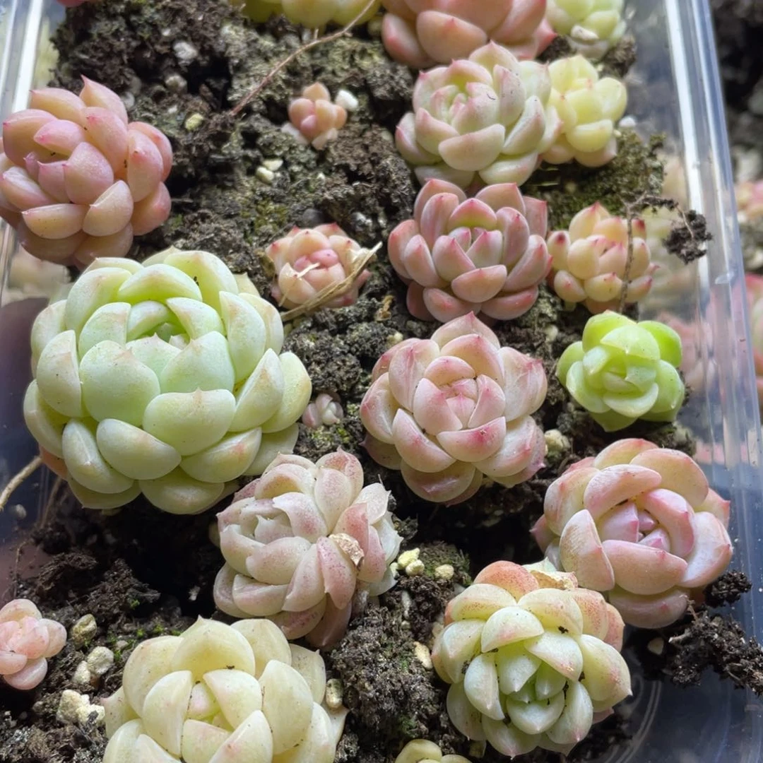 包子糖心一物一拍051