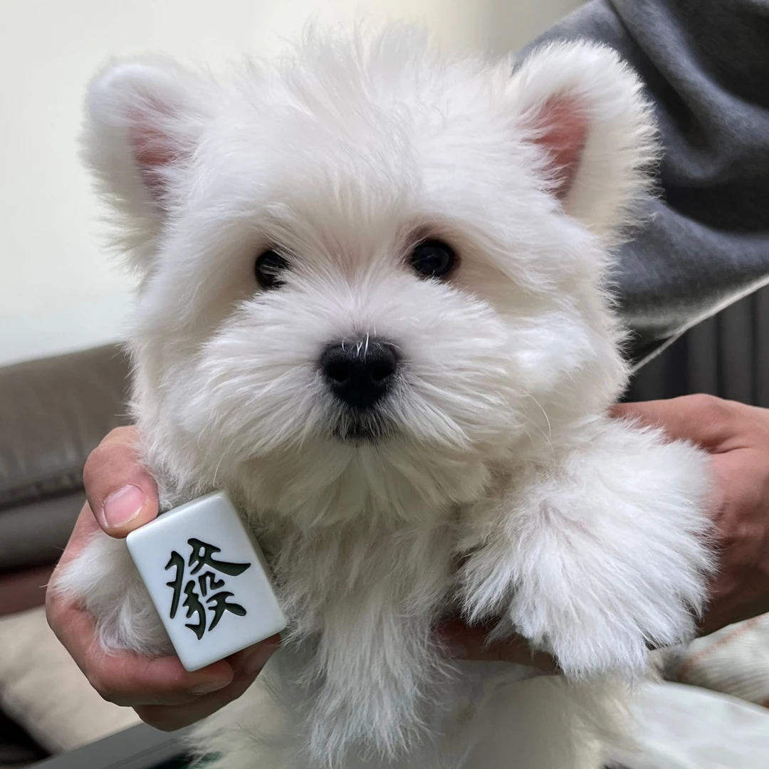 【阳阳西高地之家】 西高地狗狗 宠物狗 精品西高地狗狗 粘人聪明