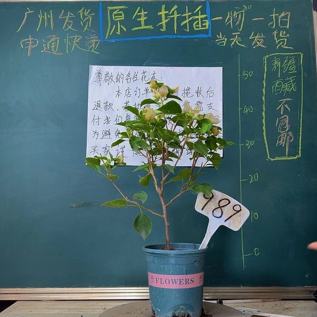 当前无花栽培后可以开花福利 暗斑丽人 989