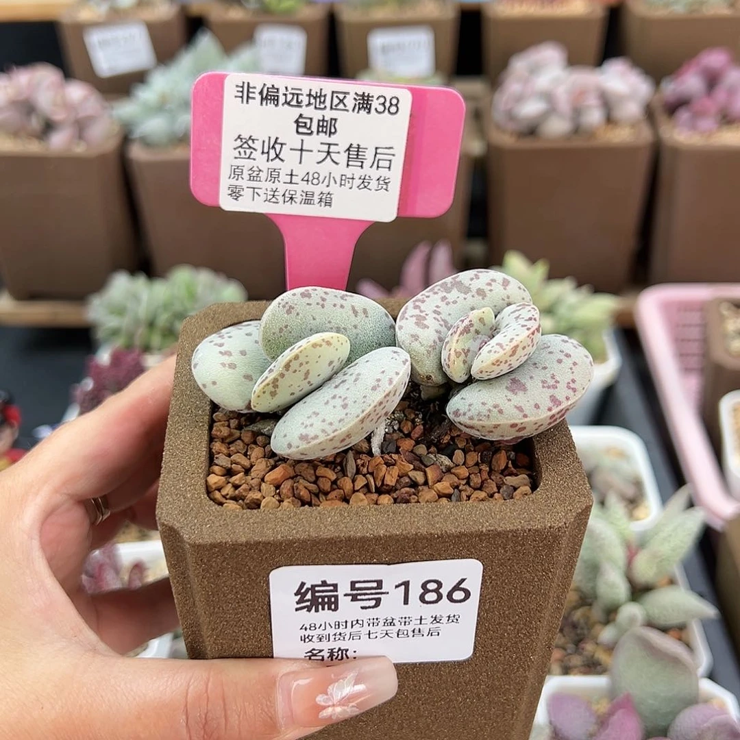 西*186花旦多肉植物