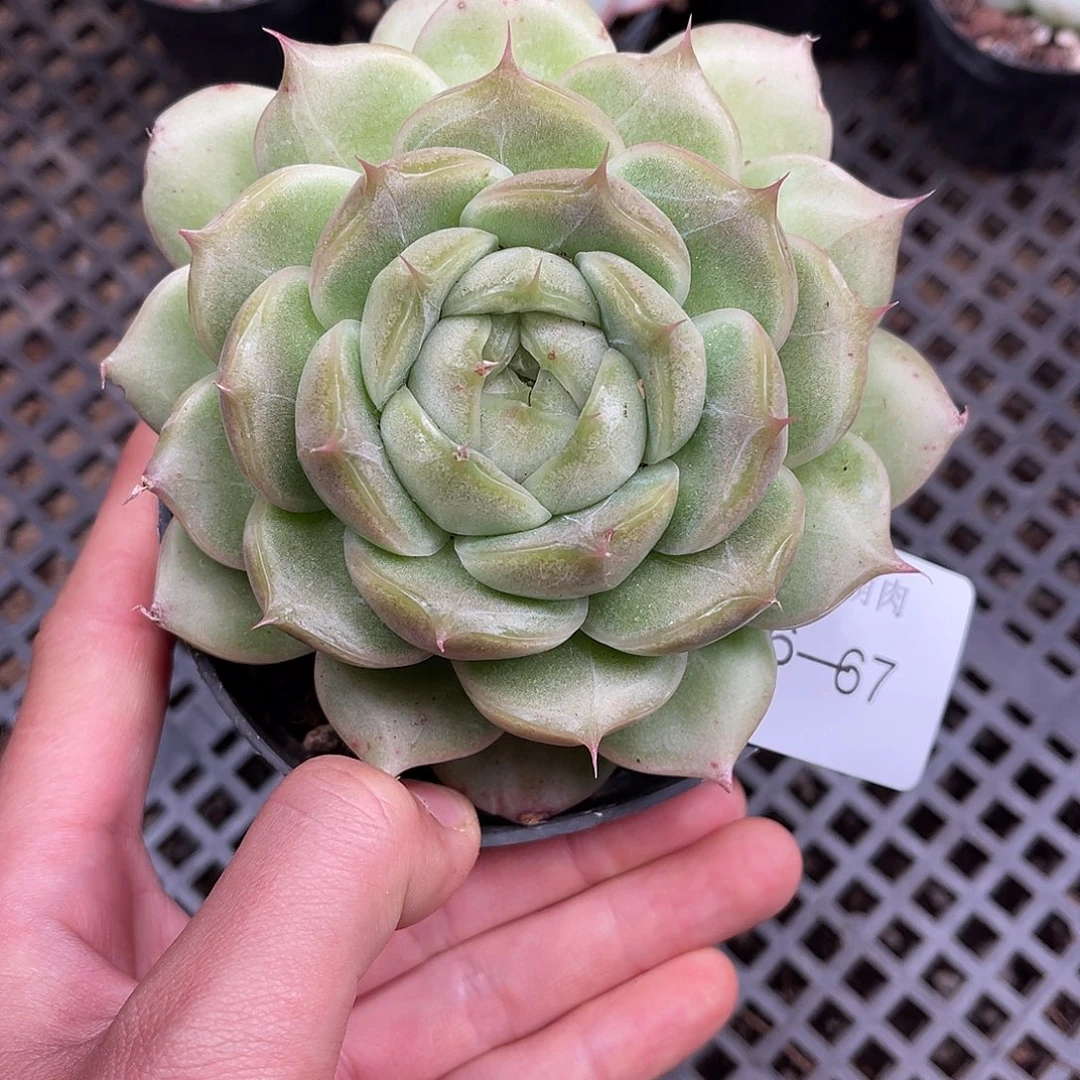 多肉一物一拍16-67